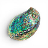 Polished Real Paua Shell