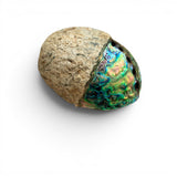 Half Polished Real Paua Shell