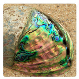 Half Polished Real Paua Shell